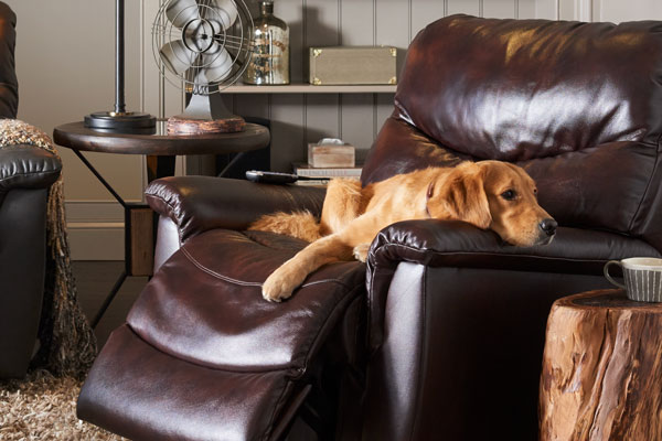 a dog resting on a leather chair